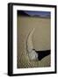 Moving Rocks Number 2 , Death Valley-Steve Gadomski-Framed Premium Photographic Print