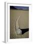 Moving Rocks Number 2 , Death Valley-Steve Gadomski-Framed Premium Photographic Print