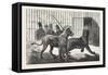Moving the Carnivora, Lions, to the New Houses at the Zoological Gardens, London, 1876, Uk-null-Framed Stretched Canvas
