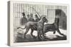 Moving the Carnivora, Lions, to the New Houses at the Zoological Gardens, London, 1876, Uk-null-Stretched Canvas