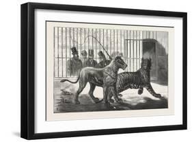 Moving the Carnivora, Lions, to the New Houses at the Zoological Gardens, London, 1876, Uk-null-Framed Giclee Print