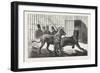 Moving the Carnivora, Lions, to the New Houses at the Zoological Gardens, London, 1876, Uk-null-Framed Giclee Print