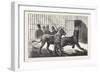 Moving the Carnivora, Lions, to the New Houses at the Zoological Gardens, London, 1876, Uk-null-Framed Giclee Print