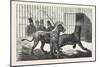 Moving the Carnivora, Lions, to the New Houses at the Zoological Gardens, London, 1876, Uk-null-Mounted Giclee Print