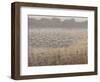 Moving the Flock-Lincoln Seligman-Framed Giclee Print