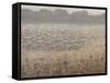 Moving the Flock-Lincoln Seligman-Framed Stretched Canvas