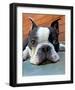 Moxley Boston Terrier-Robert Mcclintock-Framed Art Print