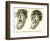 Mozart's Ear and an Ordinary Ear-null-Framed Giclee Print