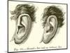 Mozart's Ear and an Ordinary Ear-null-Mounted Giclee Print