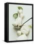 Mozzarella and Fresh Basil-Luzia Ellert-Framed Stretched Canvas