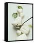 Mozzarella and Fresh Basil-Luzia Ellert-Framed Stretched Canvas