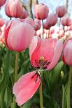 Pink Tulip-mpk1970-Photographic Print