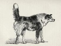Half Bred Shepherd Dog with Hostile Intentions, from Charles Darwin's 'The Expression of the…-Mr. A. May-Mounted Giclee Print