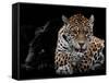 Mr and Mrs Jaguar - Panthera Onca-Mathilde Guillemot-Framed Stretched Canvas