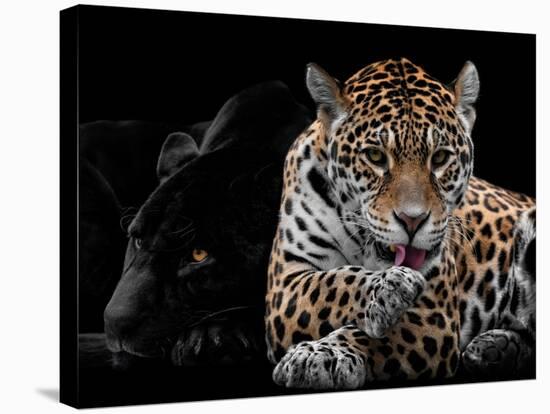 Mr and Mrs Jaguar - Panthera Onca-Mathilde Guillemot-Stretched Canvas