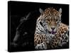 Mr and Mrs Jaguar - Panthera Onca-Mathilde Guillemot-Stretched Canvas