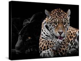 Mr and Mrs Jaguar - Panthera Onca-Mathilde Guillemot-Stretched Canvas