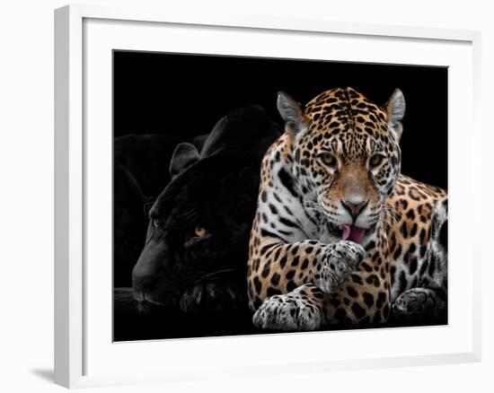 Mr and Mrs Jaguar - Panthera Onca-Mathilde Guillemot-Framed Giclee Print