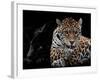 Mr and Mrs Jaguar - Panthera Onca-Mathilde Guillemot-Framed Giclee Print