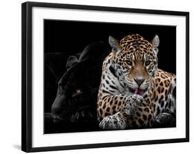 Mr and Mrs Jaguar - Panthera Onca-Mathilde Guillemot-Framed Giclee Print