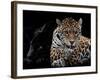 Mr and Mrs Jaguar - Panthera Onca-Mathilde Guillemot-Framed Giclee Print