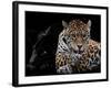 Mr and Mrs Jaguar - Panthera Onca-Mathilde Guillemot-Framed Giclee Print