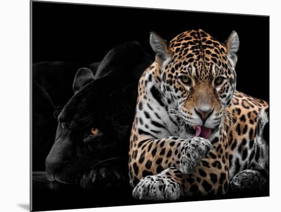 Mr and Mrs Jaguar - Panthera Onca-Mathilde Guillemot-Mounted Giclee Print