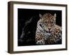 Mr and Mrs Jaguar - Panthera Onca-Mathilde Guillemot-Framed Giclee Print