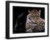 Mr and Mrs Jaguar - Panthera Onca-Mathilde Guillemot-Framed Giclee Print