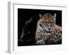 Mr and Mrs Jaguar - Panthera Onca-Mathilde Guillemot-Framed Giclee Print