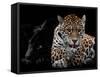 Mr and Mrs Jaguar - Panthera Onca-Mathilde Guillemot-Framed Stretched Canvas