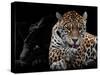 Mr and Mrs Jaguar - Panthera Onca-Mathilde Guillemot-Stretched Canvas