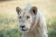 White Lion-mr anderson-Laminated Photographic Print