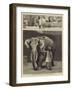 Mr Barnum's White Burmese Elephant Toung Taloung-John Charles Dollman-Framed Giclee Print