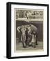Mr Barnum's White Burmese Elephant Toung Taloung-John Charles Dollman-Framed Giclee Print