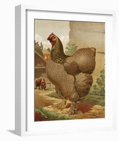 Mr. E. Tudman’s Partridge Cochin Hen “Titania”-J^ W^ Ludlow-Framed Premium Giclee Print