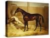 Mr. F.I. Popham's Brown Colt, 'Wild Dayrell' in a Loose Box-Thomas Barratt of Stockbridge-Stretched Canvas