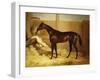 Mr. F.I. Popham's Brown Colt, 'Wild Dayrell' in a Loose Box-Thomas Barratt of Stockbridge-Framed Giclee Print