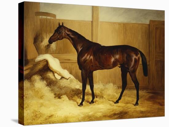 Mr. F.I. Popham's Brown Colt, 'Wild Dayrell' in a Loose Box-Thomas Barratt of Stockbridge-Stretched Canvas