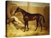 Mr. F.I. Popham's Brown Colt, 'Wild Dayrell' in a Loose Box-Thomas Barratt of Stockbridge-Stretched Canvas