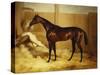 Mr. F.I. Popham's Brown Colt, 'Wild Dayrell' in a Loose Box-Thomas Barratt of Stockbridge-Stretched Canvas