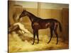 Mr. F.I. Popham's Brown Colt, 'Wild Dayrell' in a Loose Box-Thomas Barratt of Stockbridge-Stretched Canvas