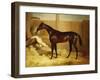 Mr. F.I. Popham's Brown Colt, 'Wild Dayrell' in a Loose Box-Thomas Barratt of Stockbridge-Framed Giclee Print