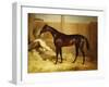 Mr. F.I. Popham's Brown Colt, 'Wild Dayrell' in a Loose Box-Thomas Barratt of Stockbridge-Framed Giclee Print