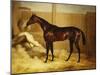 Mr. F.I. Popham's Brown Colt, 'Wild Dayrell' in a Loose Box-Thomas Barratt of Stockbridge-Mounted Giclee Print