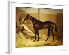 Mr. F.I. Popham's Brown Colt, 'Wild Dayrell' in a Loose Box-Thomas Barratt of Stockbridge-Framed Giclee Print