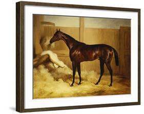 Mr. F.I. Popham's Brown Colt, 'Wild Dayrell' in a Loose Box-Thomas Barratt of Stockbridge-Framed Giclee Print