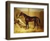 Mr. F.I. Popham's Brown Colt, 'Wild Dayrell' in a Loose Box-Thomas Barratt of Stockbridge-Framed Giclee Print