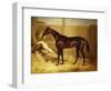 Mr. F.I. Popham's Brown Colt, 'Wild Dayrell' in a Loose Box-Thomas Barratt of Stockbridge-Framed Giclee Print