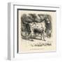 Mr. Fawdrys Dalmation Dog Captain-null-Framed Art Print